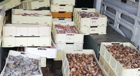 Bari, Polizia sequestra 800 kg di pesce: donati alle famiglie bisognose